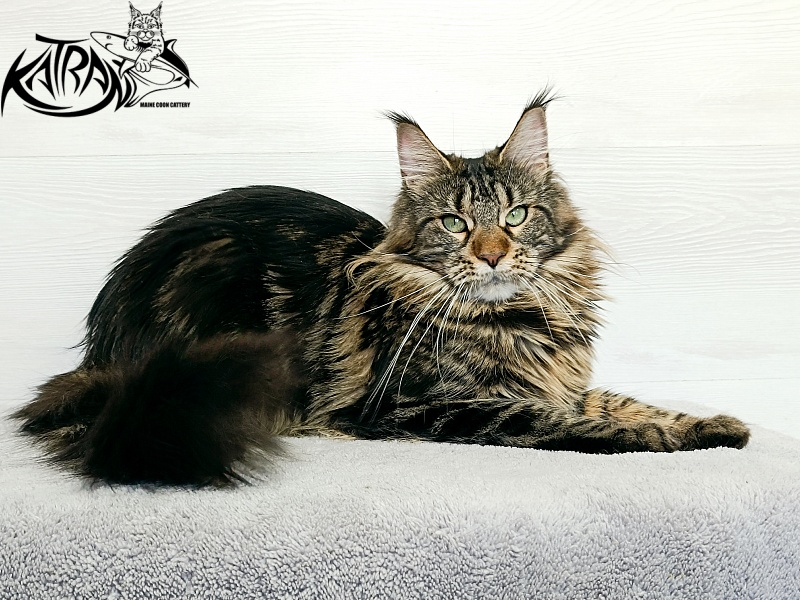 Katran Afina - Adult maine-coon 1 year 5 months
