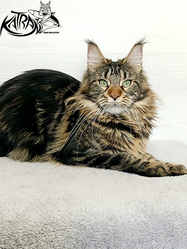 Katran Afina - Adult maine-coon 1 year 5 months
