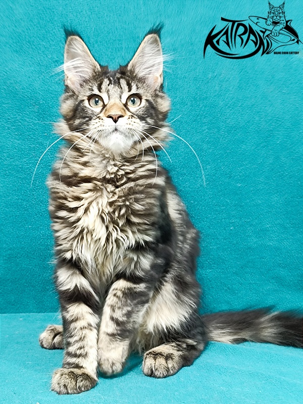 Katran Afina - Kitten maine-coon 3 months