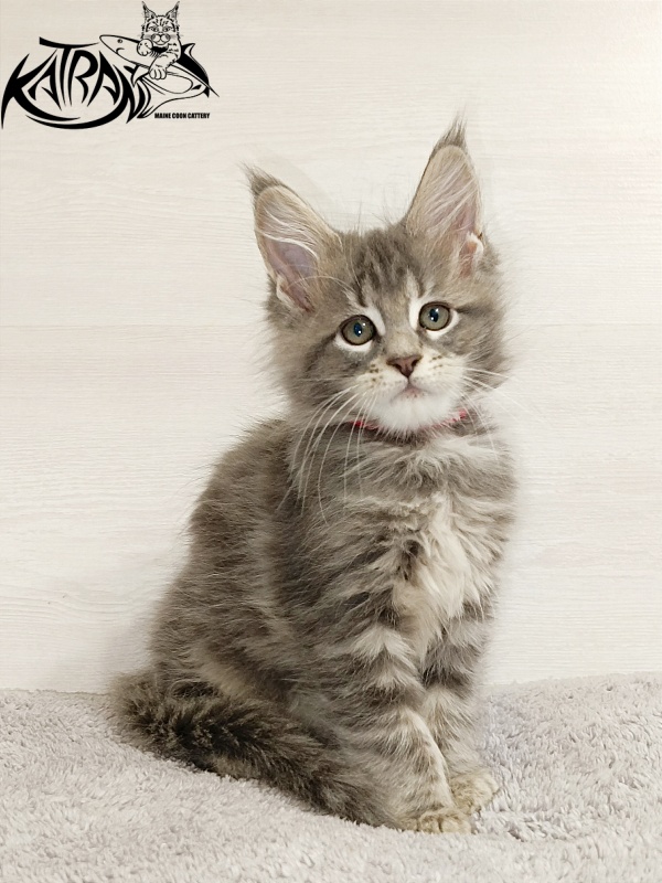 Katran Aurora - Kitten maine-coon 2 months