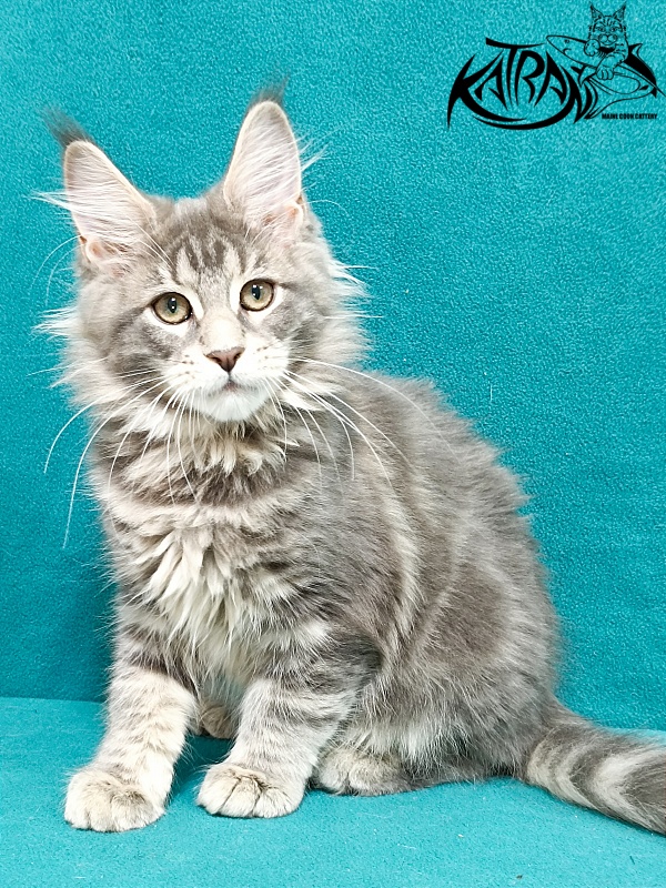 Katran Aurora - Kitten maine-coon 3 months