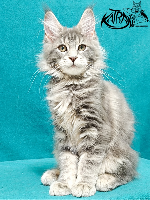 Katran Aurora - Kitten maine-coon 3 months