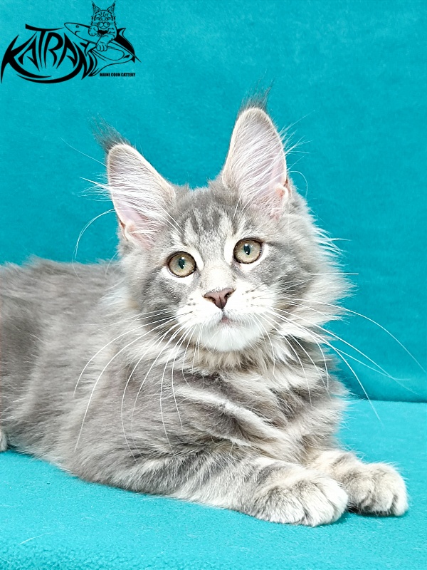 Katran Aurora - Kitten maine-coon 3 months