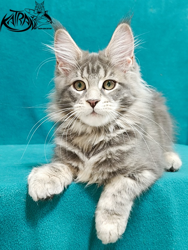 Katran Aurora - Kitten maine-coon 3 months