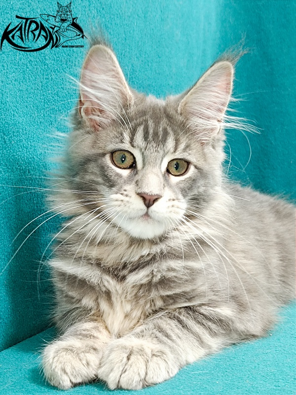 Katran Aurora - Kitten maine-coon 3 months