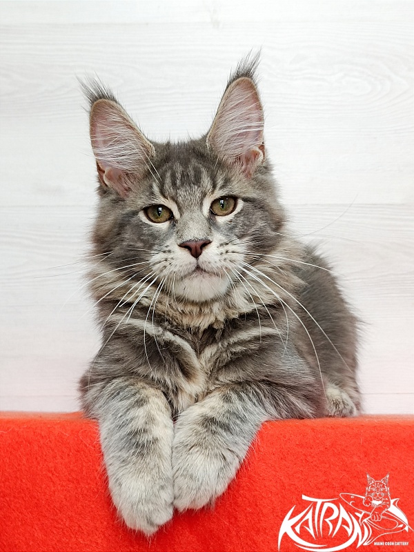 Katran Aurora - Kitten maine-coon 4 months