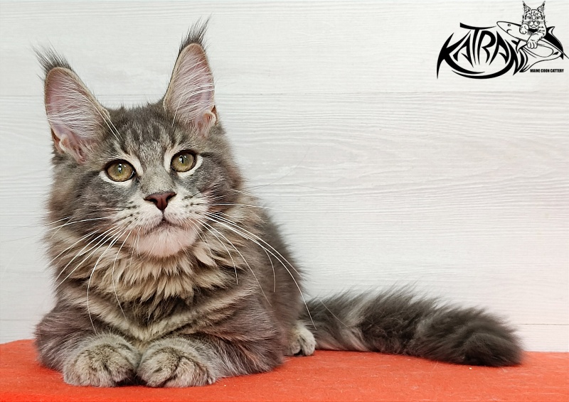 Katran Aurora - Kitten maine-coon 4 months