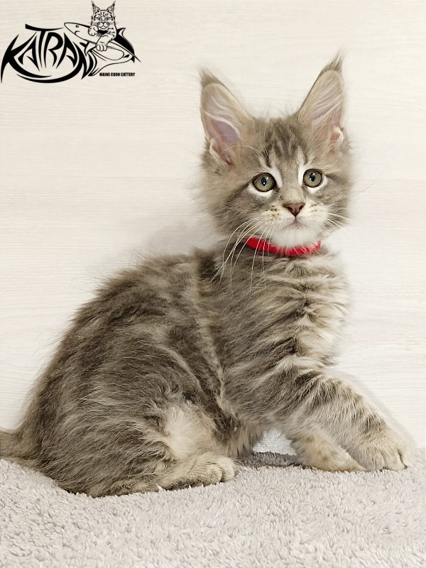 Katran Aurora - Kitten maine-coon 2 months