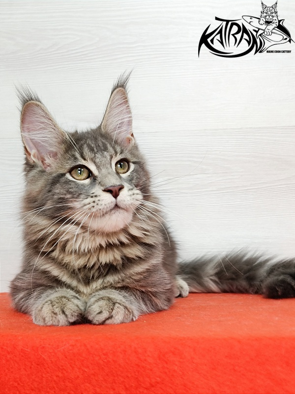 Katran Aurora - Kitten maine-coon 4 months