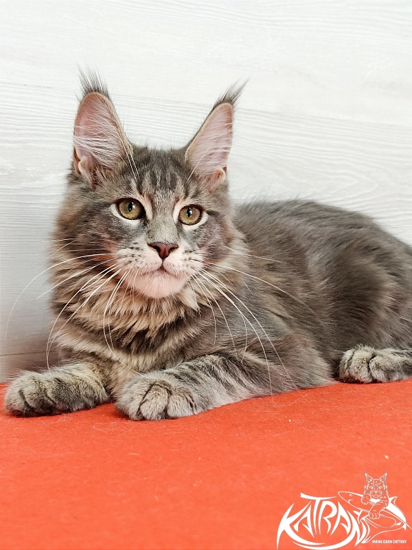 Katran Aurora - Kitten maine-coon 4 months