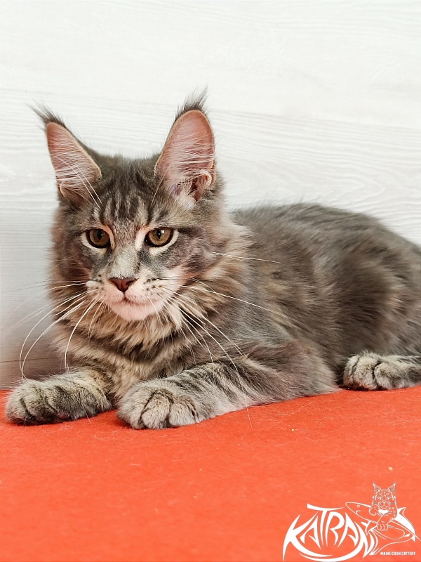 Katran Aurora - Kitten maine-coon 4 months