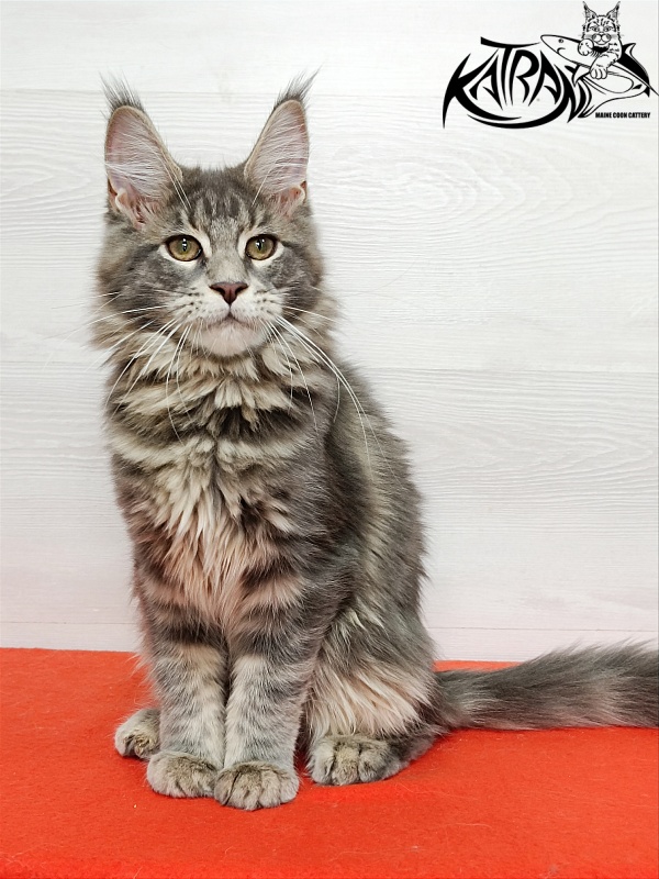 Katran Aurora - Kitten maine-coon 4 months