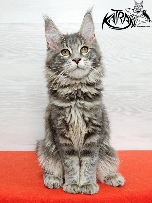 Katran Aurora - Kitten maine-coon 4 months