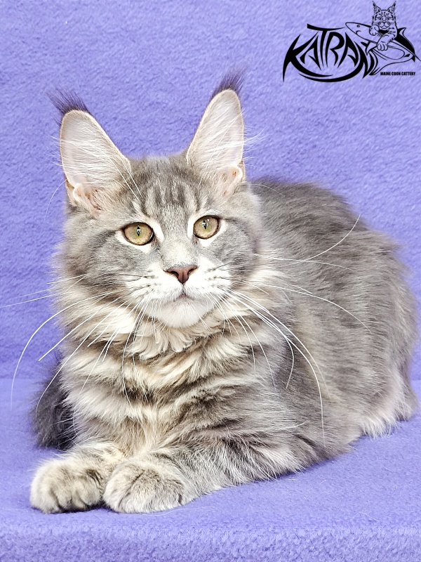 Katran Aurora - Kitten maine-coon 4 months 3.5 weeks
