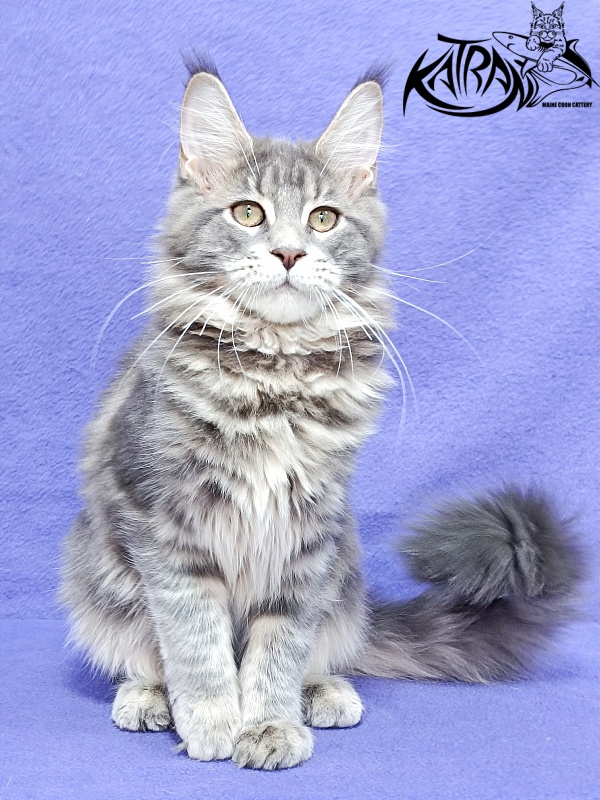 Katran Aurora - Kitten maine-coon 4 months 3.5 weeks