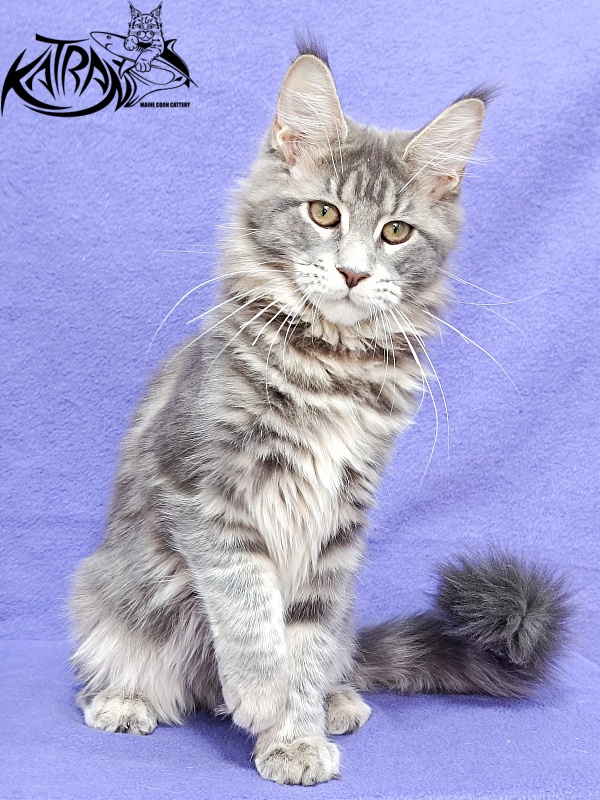 Katran Aurora - Kitten maine-coon 4 months 3.5 weeks