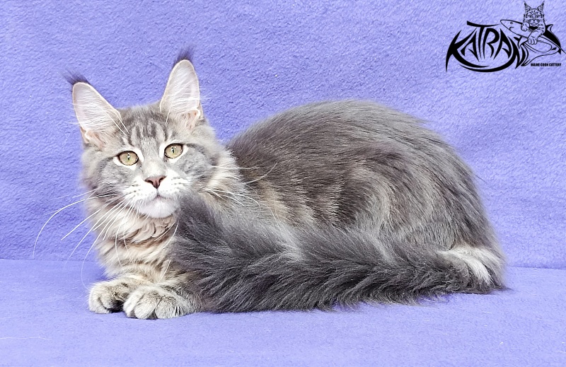 Katran Aurora - Kitten maine-coon 4 months 3.5 weeks