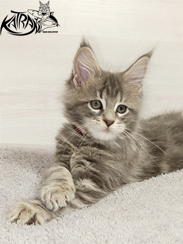Katran Aurora - Kitten maine-coon 2 months