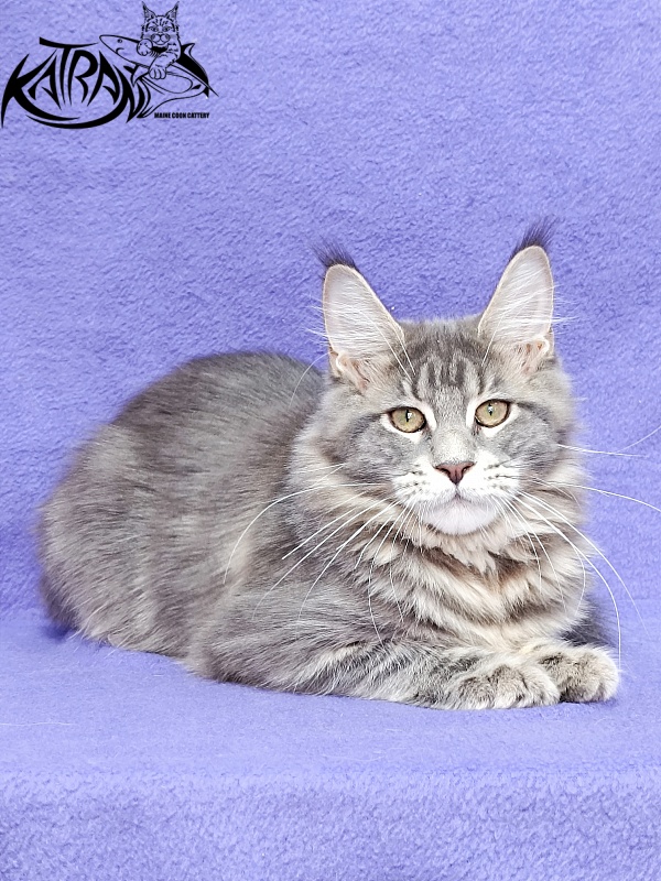 Katran Aurora - Kitten maine-coon 4 months 3.5 weeks