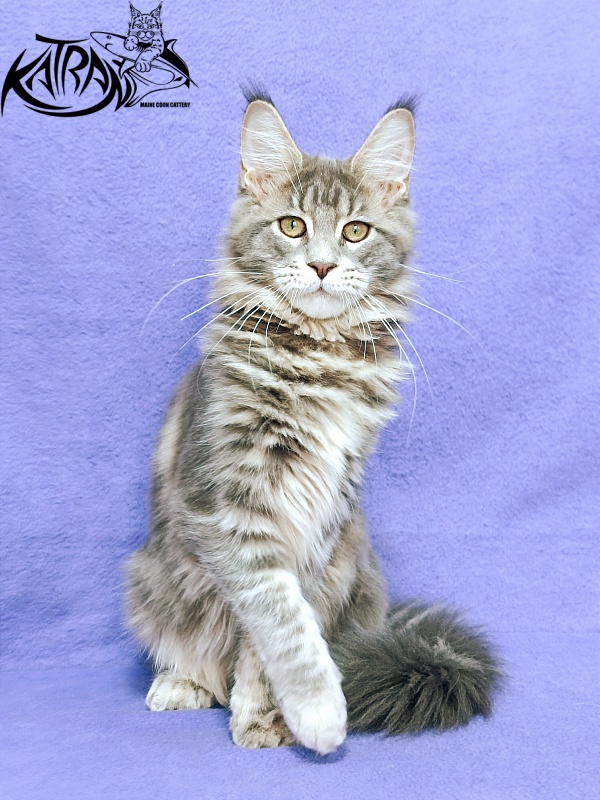 Katran Aurora - Kitten maine-coon 4 months 3.5 weeks
