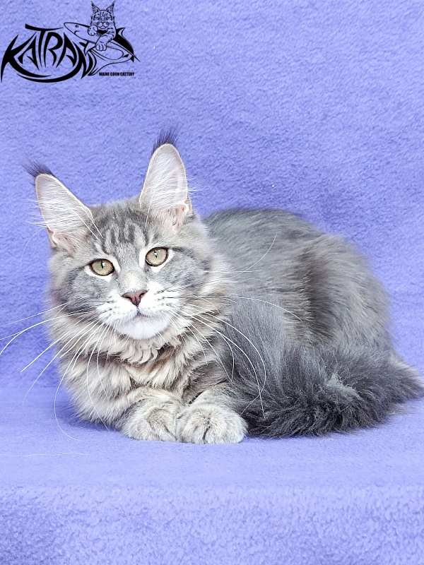Katran Aurora - Kitten maine-coon 4 months 3.5 weeks