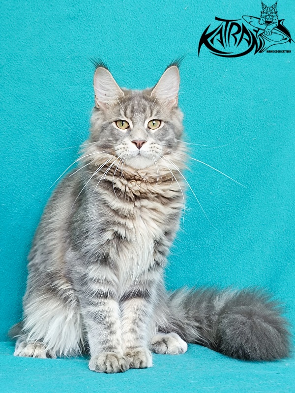 Katran Aurora - Kitten maine-coon 6.5 months