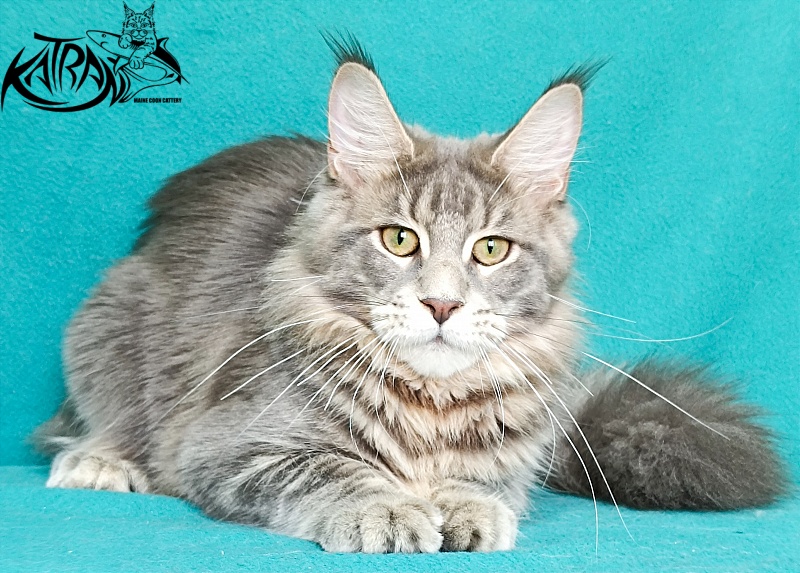 Katran Aurora - Kitten maine-coon 6.5 months