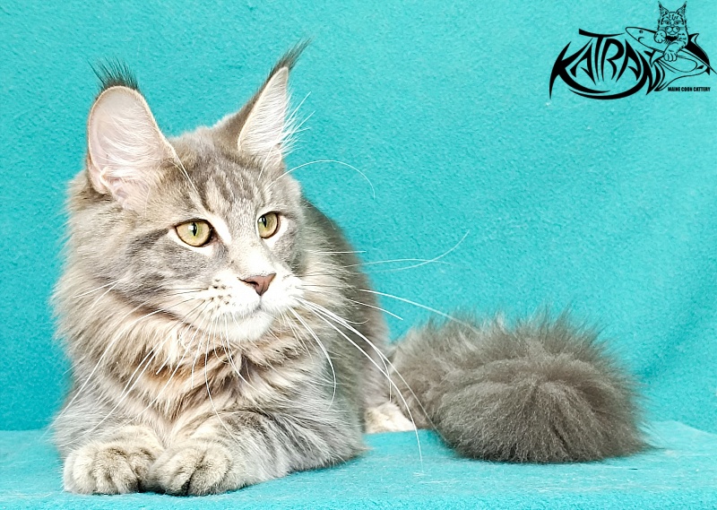 Katran Aurora - Kitten maine-coon 6.5 months