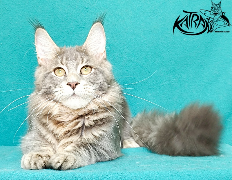Katran Aurora - Kitten maine-coon 6.5 months