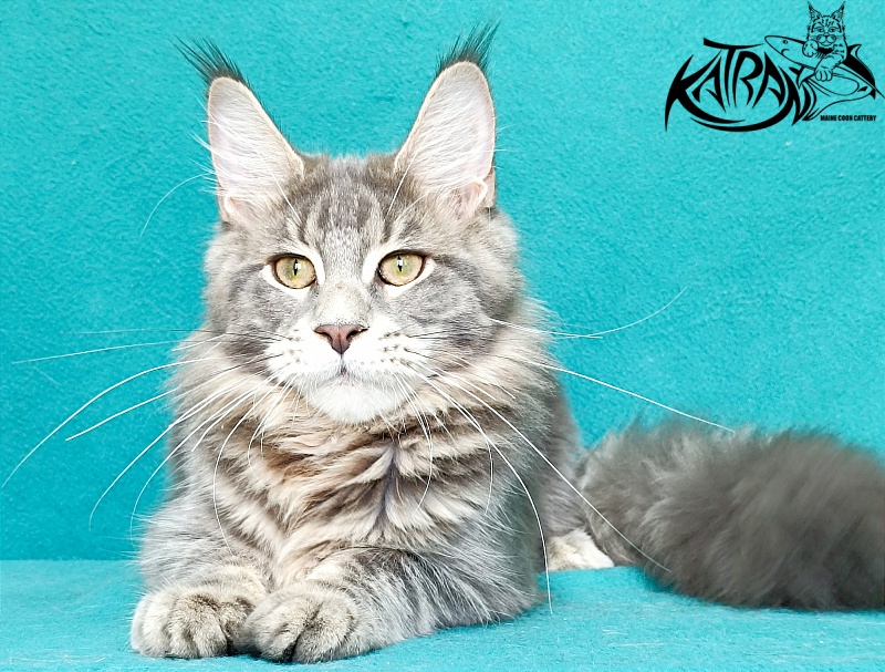 Katran Aurora - Kitten maine-coon 6.5 months