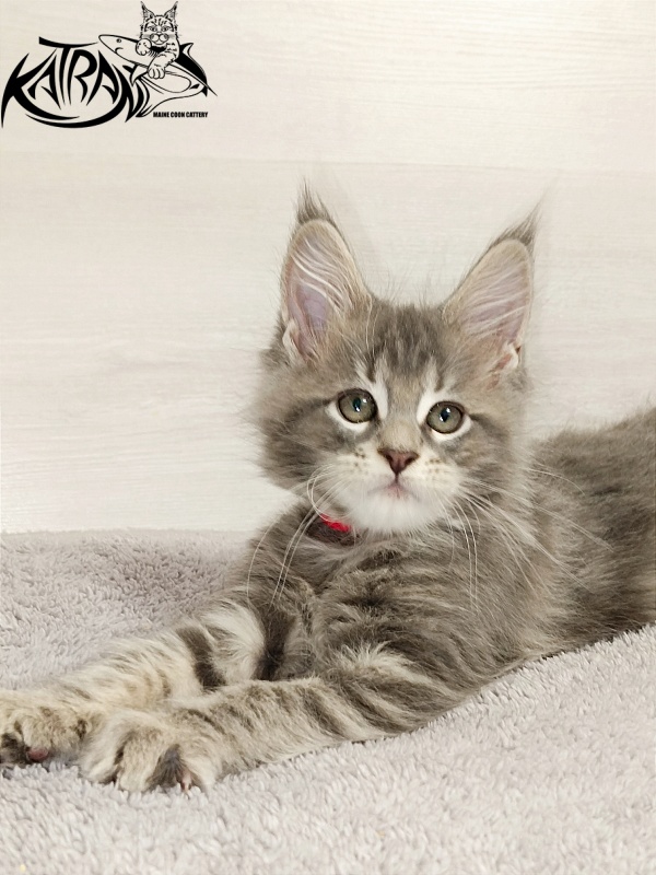 Katran Aurora - Kitten maine-coon 2 months