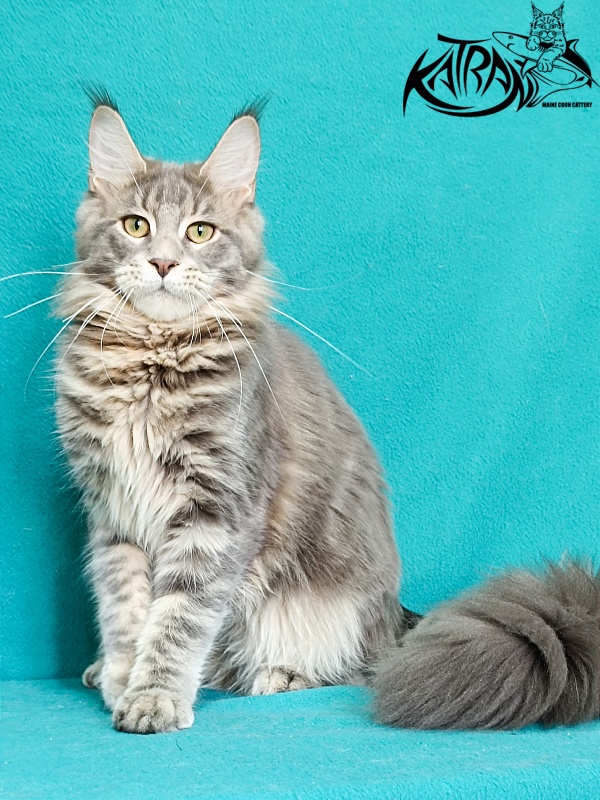 Katran Aurora - Kitten maine-coon 6.5 months