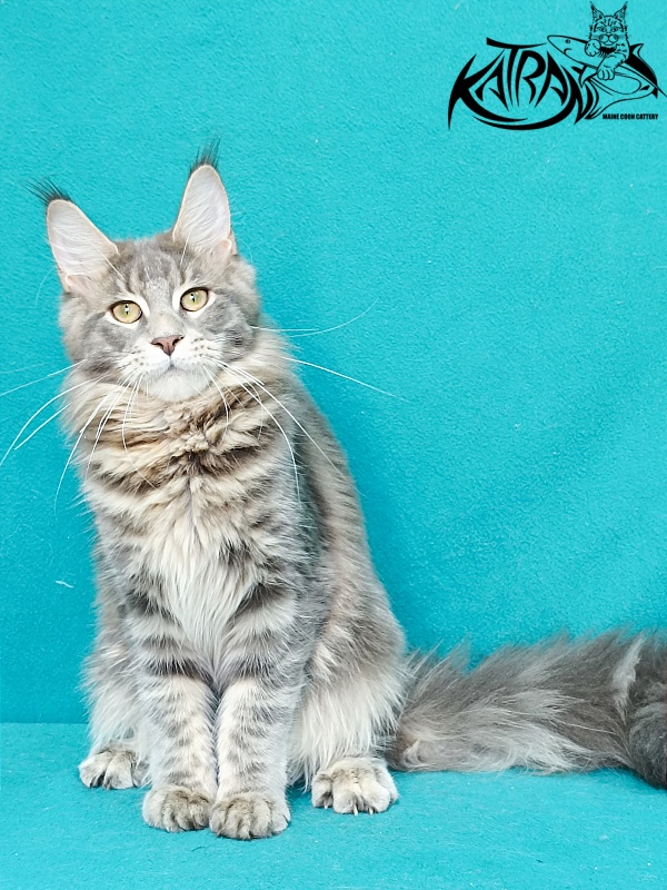 Katran Aurora - Kitten maine-coon 6.5 months