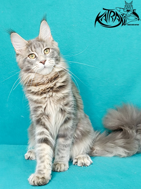 Katran Aurora - Kitten maine-coon 6.5 months