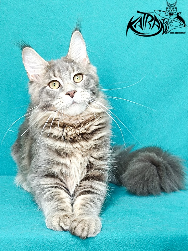 Katran Aurora - Kitten maine-coon 6.5 months