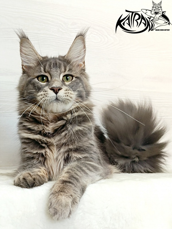 Katran Aurora - Junior maine-coon 7.5 months
