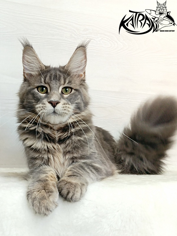 Katran Aurora - Junior maine-coon 7.5 months