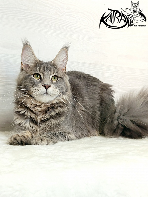 Katran Aurora - Junior maine-coon 7.5 months