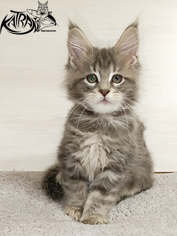 Katran Aurora - Kitten maine-coon 2 months