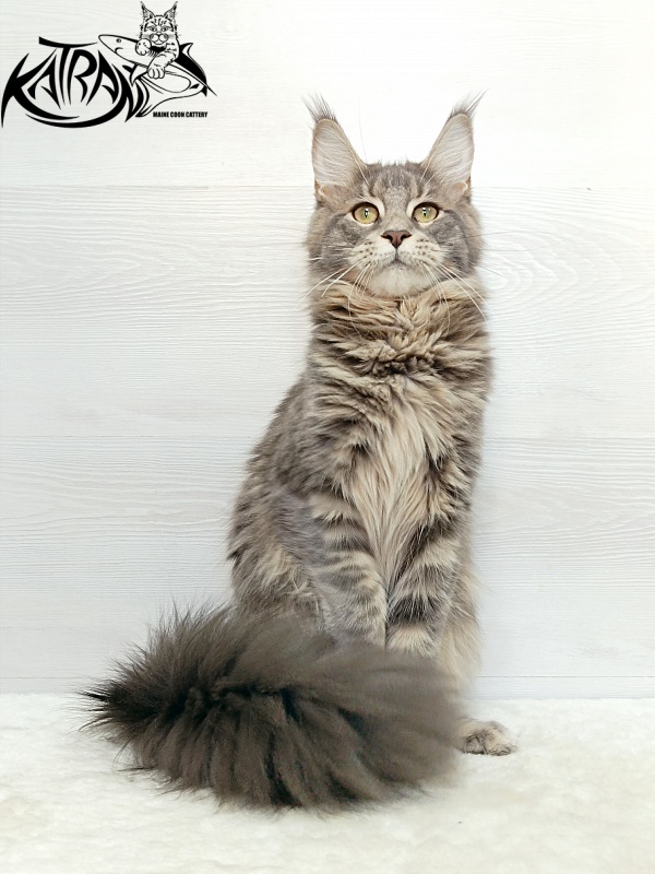Katran Aurora - Junior maine-coon 7.5 months