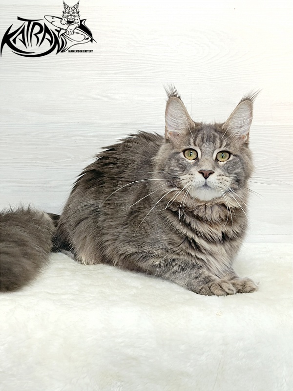 Katran Aurora - Junior maine-coon 7.5 months
