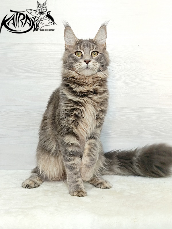Katran Aurora - Junior maine-coon 7.5 months