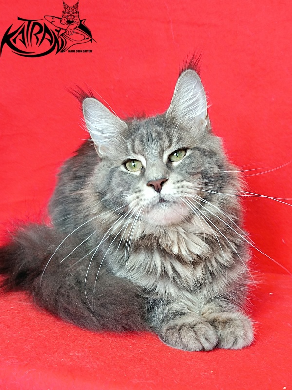Katran Aurora - Adult maine-coon 10 months