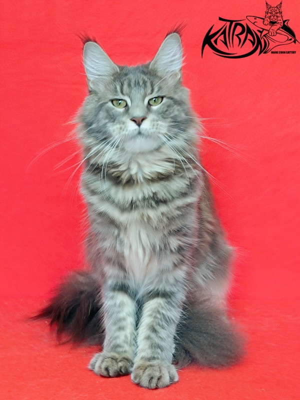 Katran Aurora - Adult maine-coon 10 months