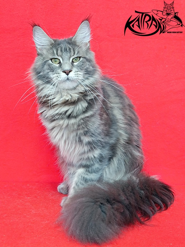 Katran Aurora - Adult maine-coon 10 months
