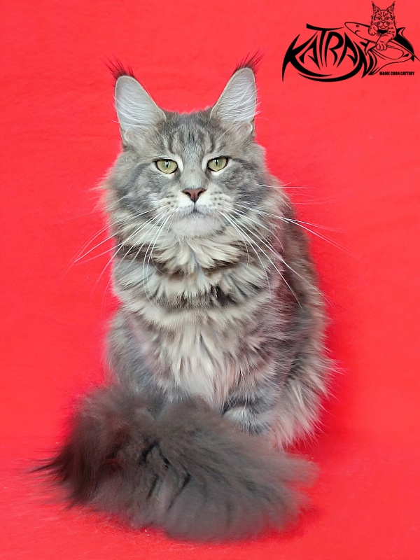 Katran Aurora - Adult maine-coon 10 months