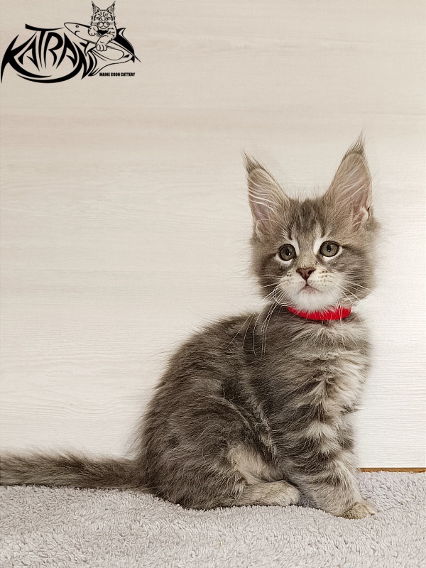 Katran Aurora - Kitten maine-coon 2 months