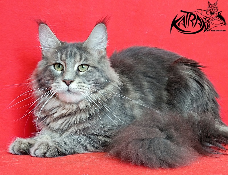 Katran Aurora - Adult maine-coon 10 months