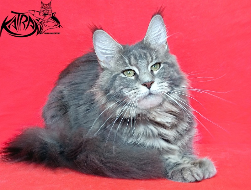 Katran Aurora - Adult maine-coon 10 months