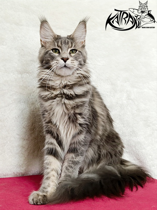Katran Aurora - Adult maine-coon 1 year 3.5 weeks